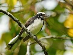 White-browed Fantail