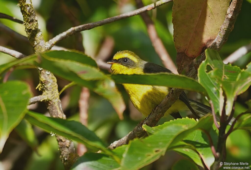 Rhipidure à ventre jaune