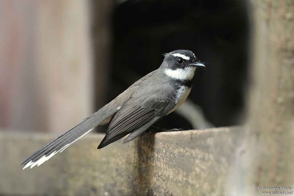 Rhipidure des Philippines