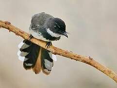 Malaysian Pied Fantail