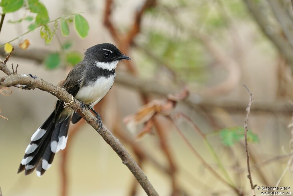 Malaysian Pied Fantailadult