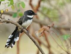 Malaysian Pied Fantail