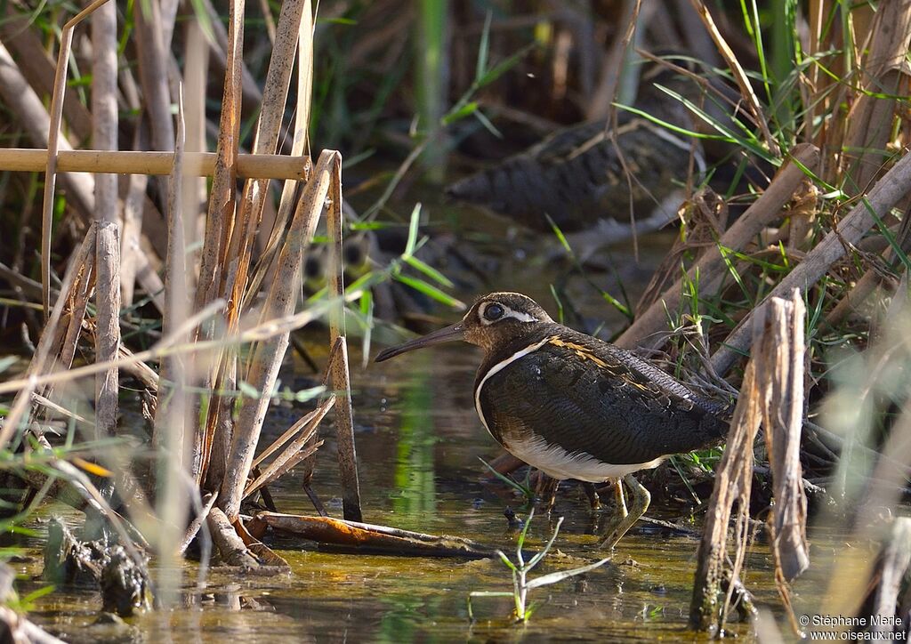 Greater Painted-snipe