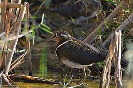 Greater Painted-snipe