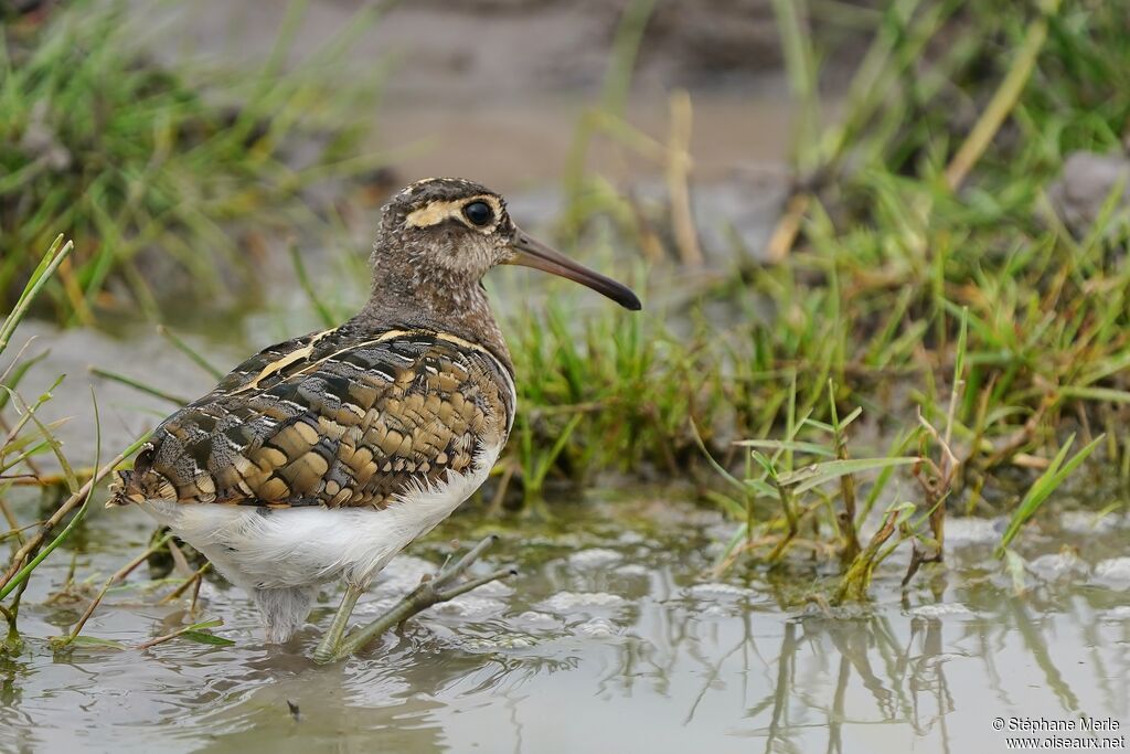 Greater Painted-snipe male adult