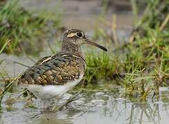 Greater Painted-snipe