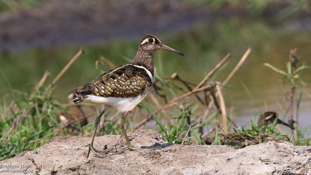 Greater Painted-snipe male adult, identification