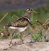 Greater Painted-snipe