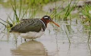 Greater Painted-snipe