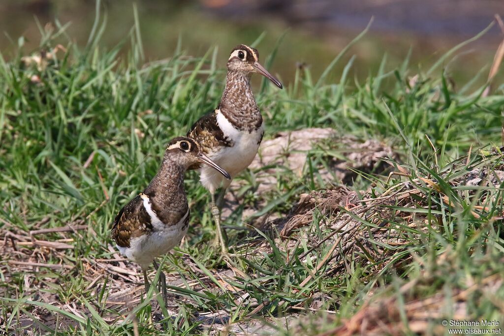 Greater Painted-snipe