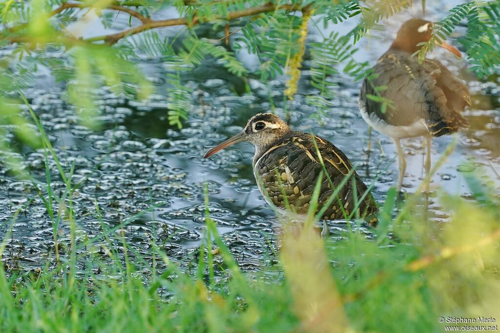 Greater Painted-snipeadult