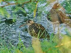 Greater Painted-snipe