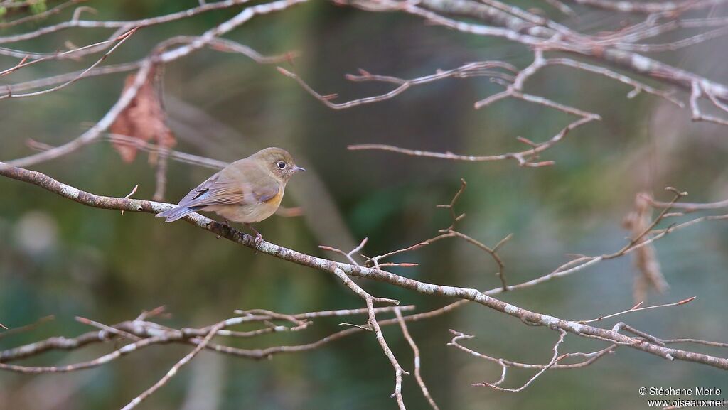 Red-flanked Bluetail