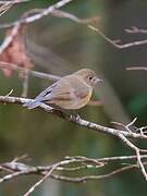 Red-flanked Bluetail