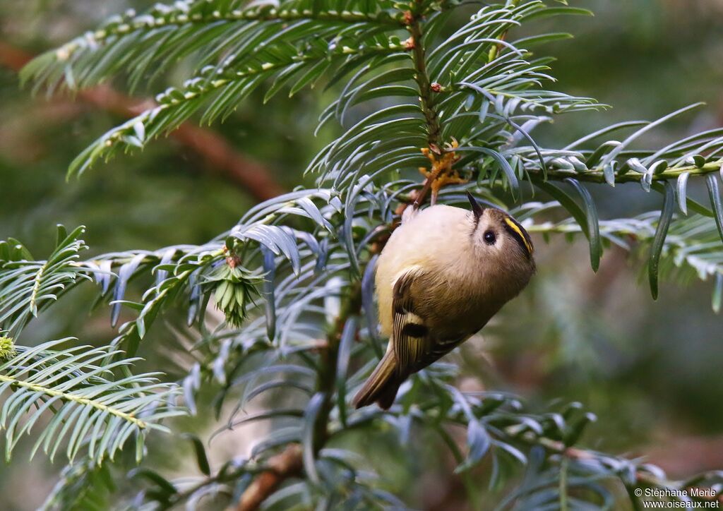 Goldcrest