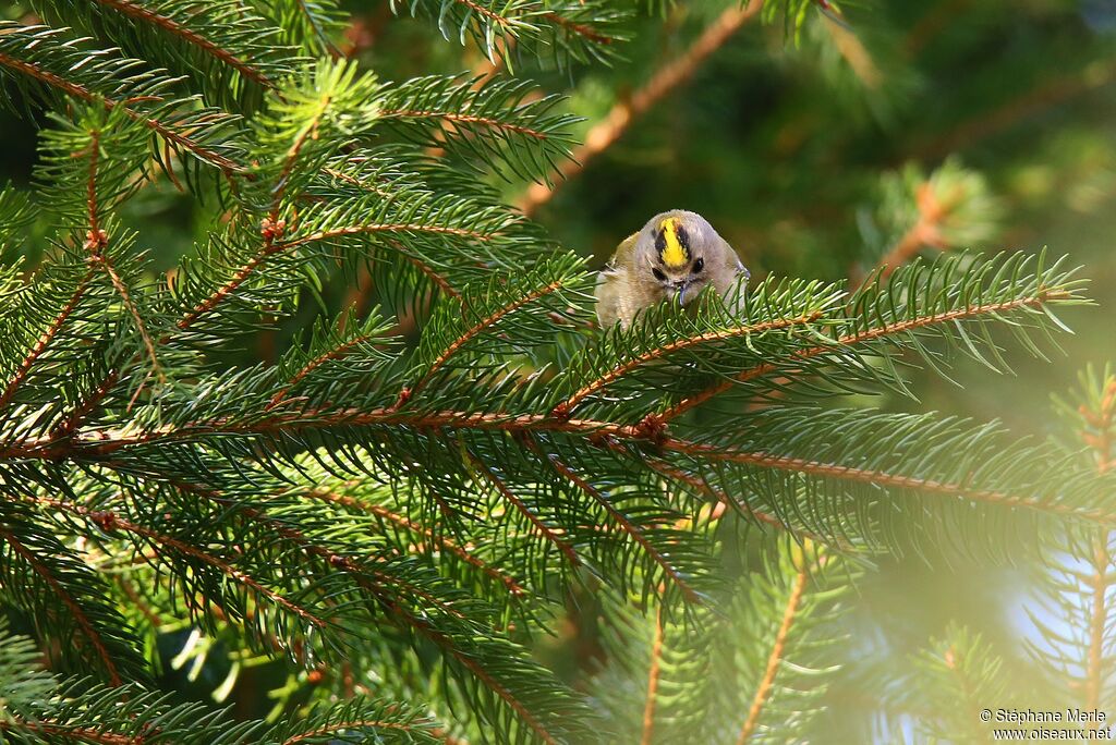 Goldcrest