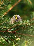 Goldcrest