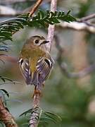 Goldcrest