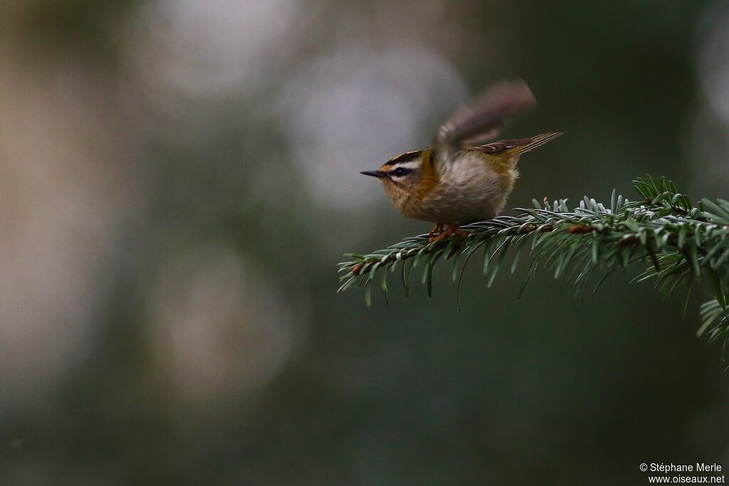 Common Firecrestadult