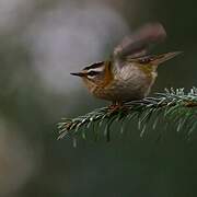 Common Firecrest