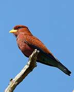 Broad-billed Roller