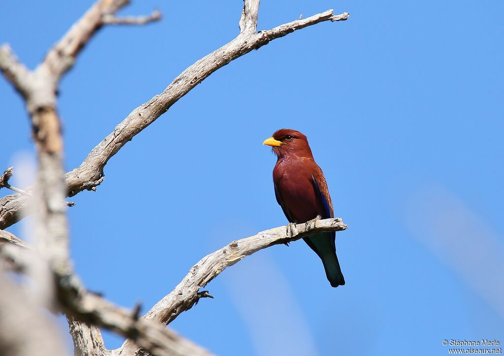 Broad-billed Roller