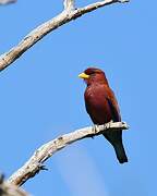 Broad-billed Roller