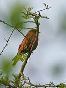 Broad-billed Roller