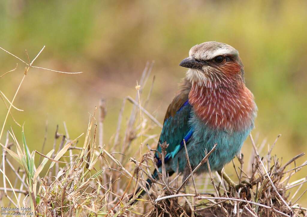 Lilac-breasted Rollerimmature, close-up portrait