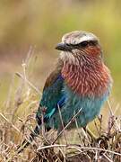 Lilac-breasted Roller