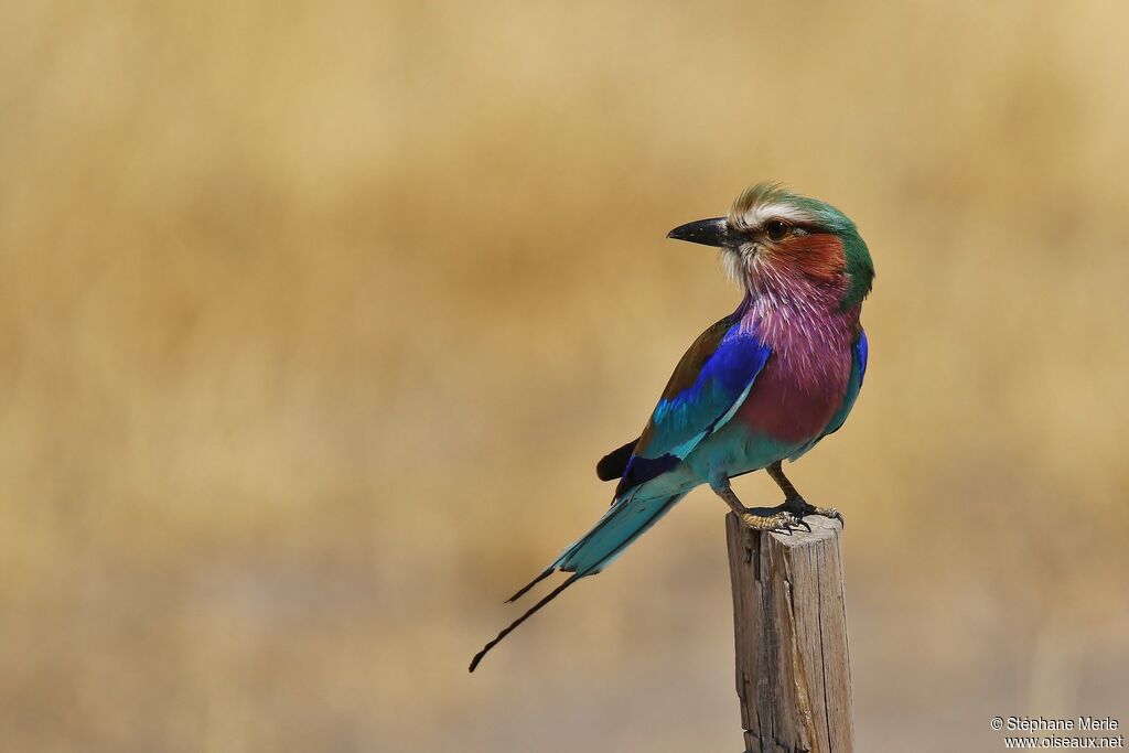 Lilac-breasted Roller