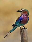 Lilac-breasted Roller