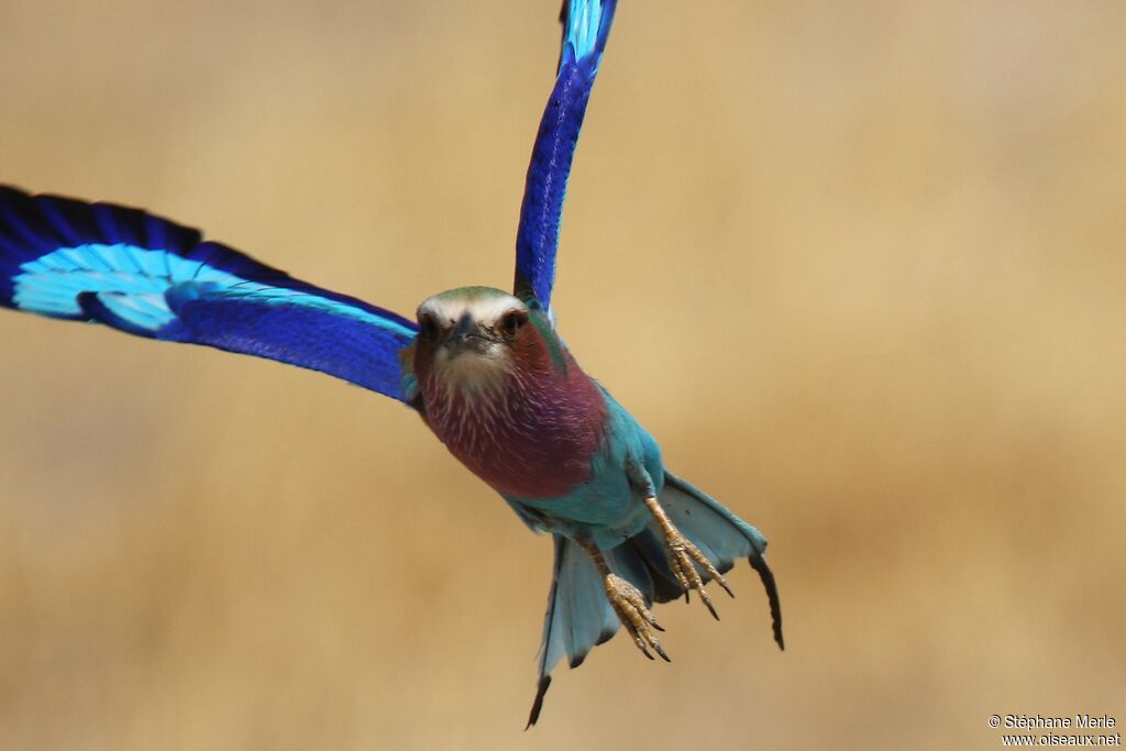 Lilac-breasted Roller