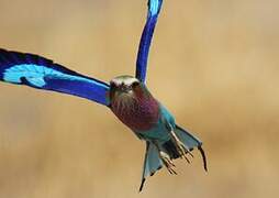 Lilac-breasted Roller