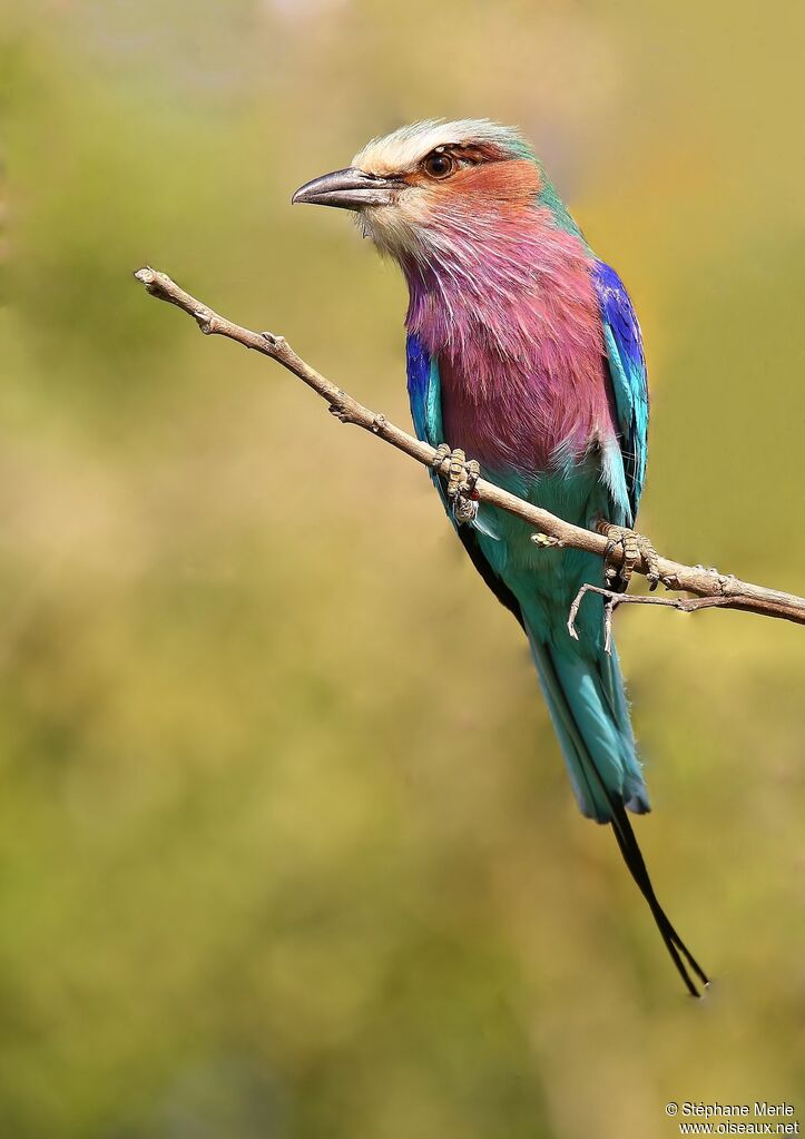 Lilac-breasted Roller