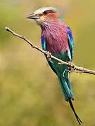 Lilac-breasted Roller