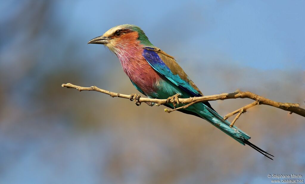 Lilac-breasted Roller