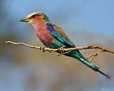 Lilac-breasted Roller