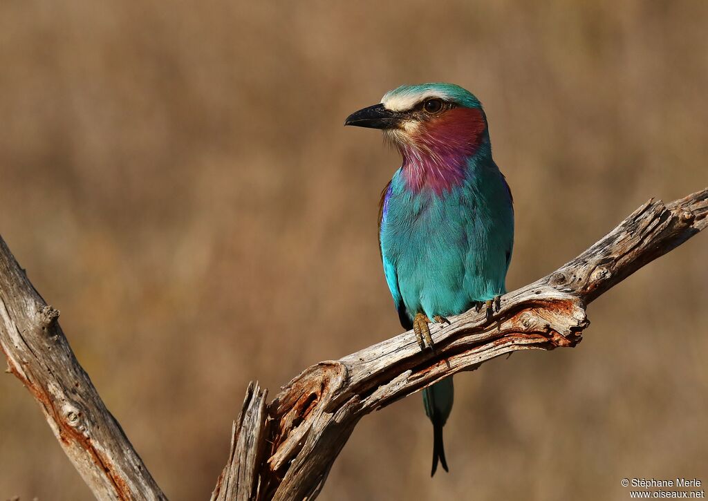 Lilac-breasted Rolleradult