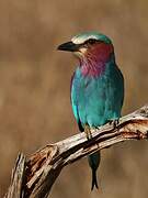 Lilac-breasted Roller