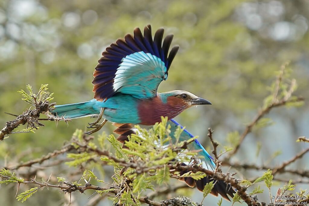 Lilac-breasted Rolleradult