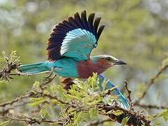 Lilac-breasted Roller