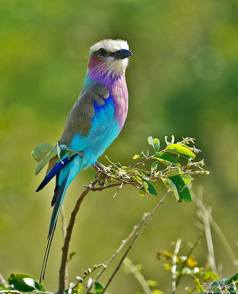 Lilac-breasted Roller