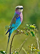 Lilac-breasted Roller