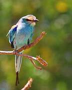 Abyssinian Roller