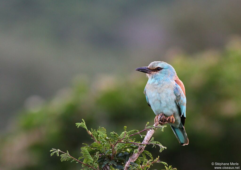 European Rolleradult