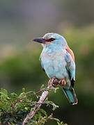 European Roller