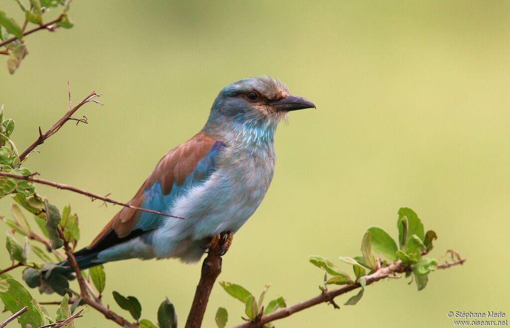 European Rolleradult