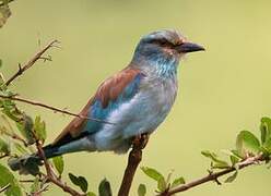 European Roller