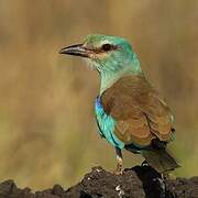 European Roller